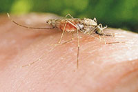 Tο κουνούπι που μεταδίδει την ελονοσία στον άνθρωπο